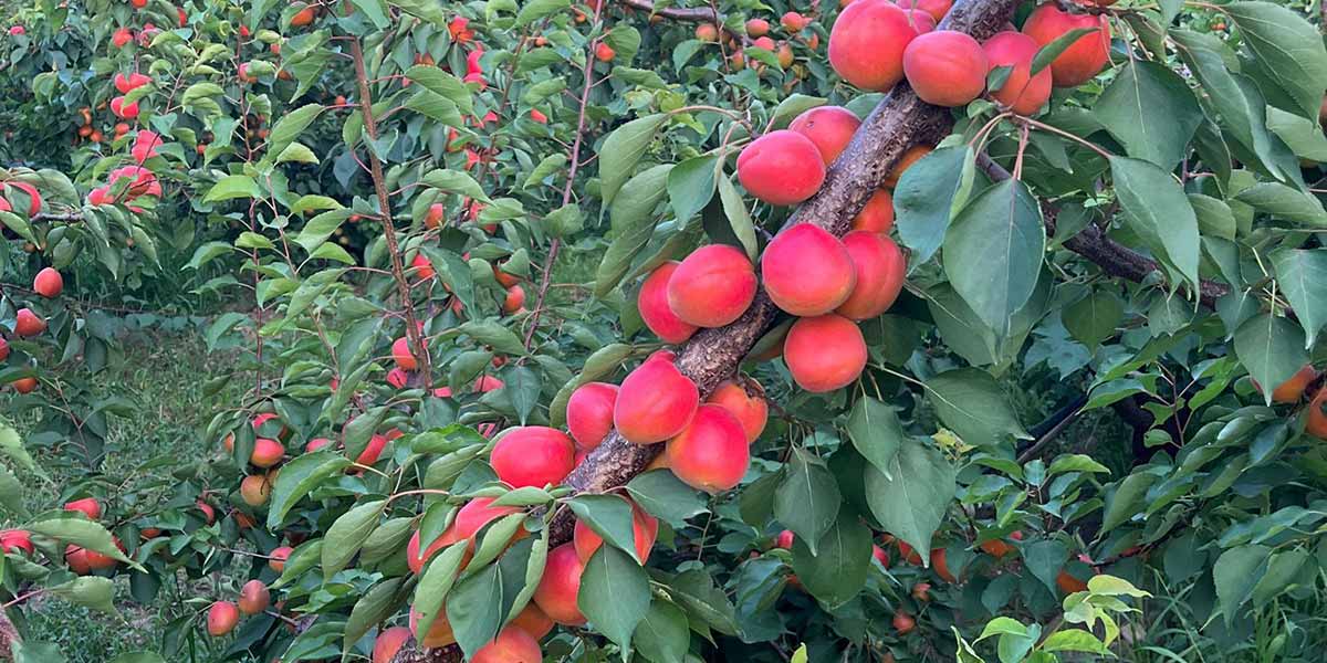 Albicocche: dopo un inizio incerto, la campagna recupera terreno